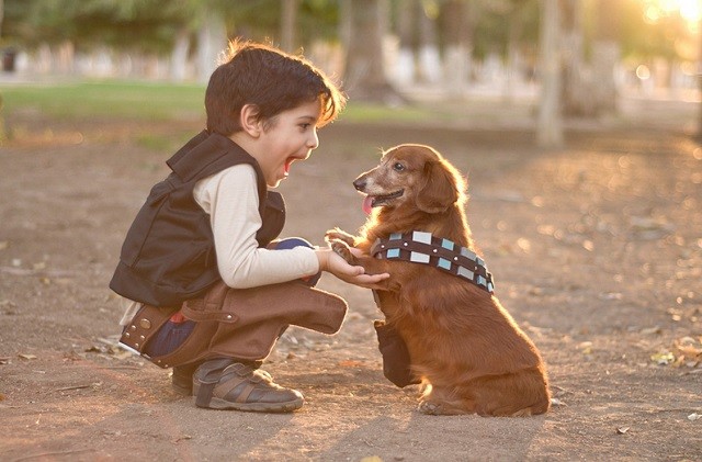 hayvanlari-sevmeki-hayvan-sevgisi-koala-hayvan-sevgisi-ile-ilgili-sözler-köpek