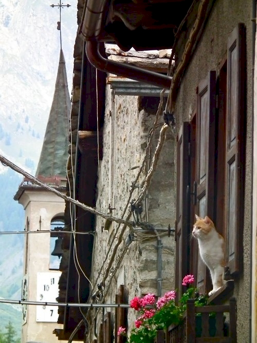 dunyadan kediler yabanci kedi ulke yurt disi