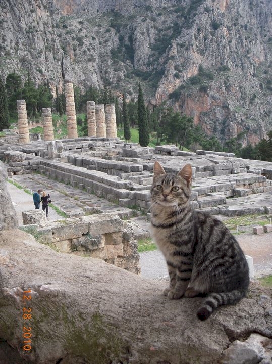 dunyadan kediler yabanci kedi ulke yurt disi