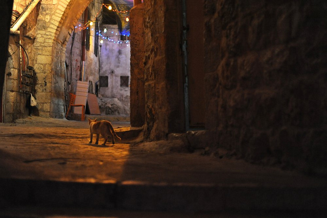 dunyadan kediler yabanci kedi ulke yurt disi