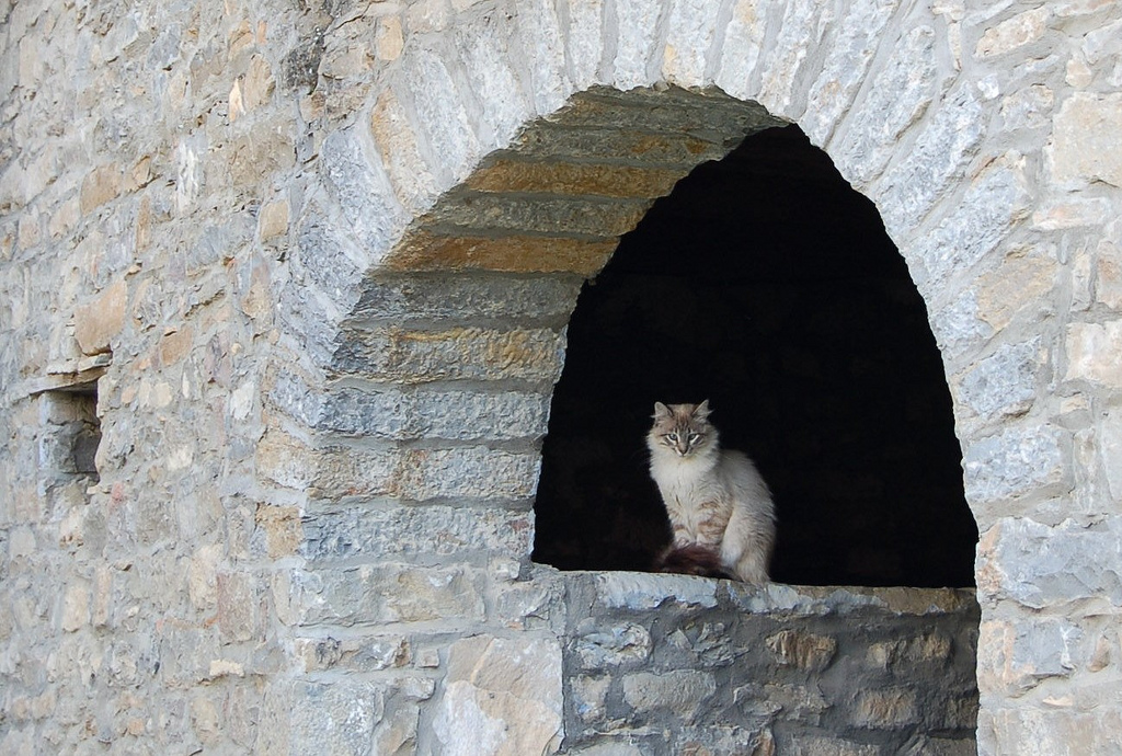 dunyadan kediler yabanci kedi ulke yurt disi