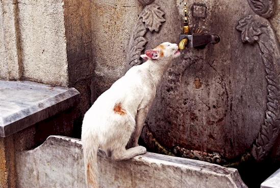 dunyadan kediler yabanci kedi ulke yurt disi