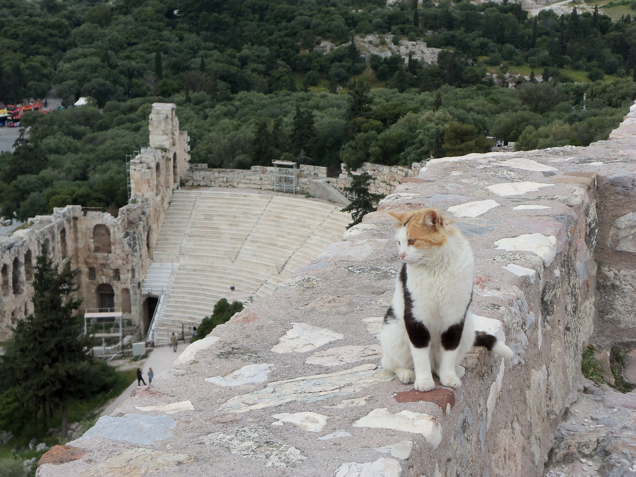 dunyadan kediler yabanci kedi ulke yurt disi