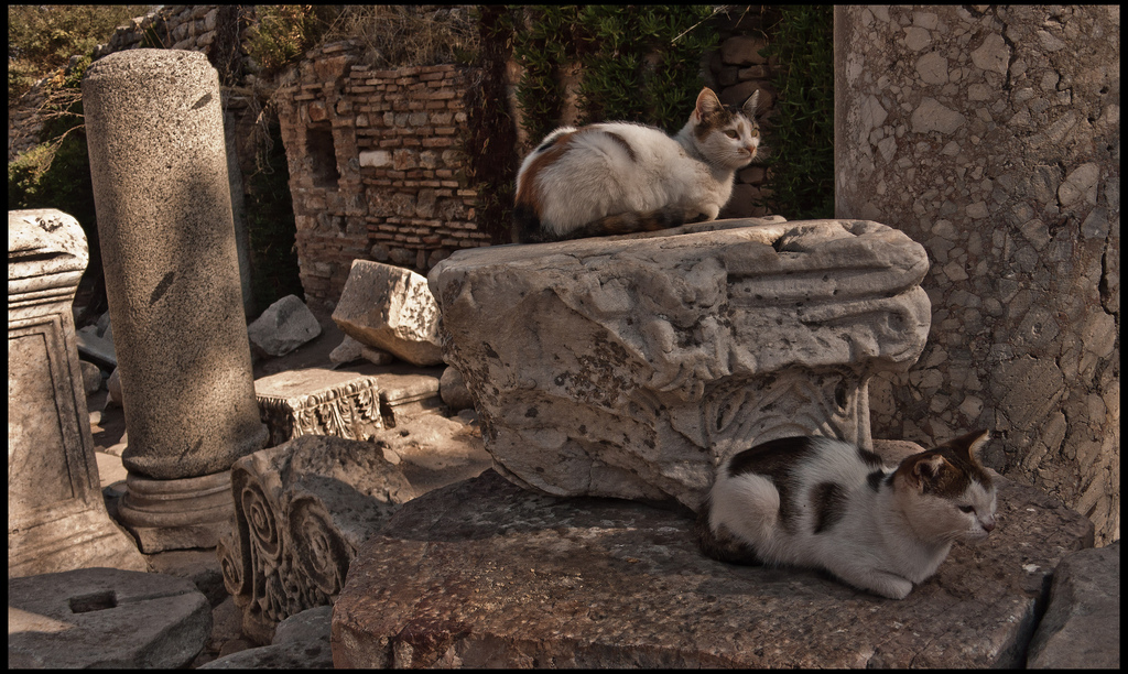 dunyadan kediler yabanci kedi ulke yurt disi