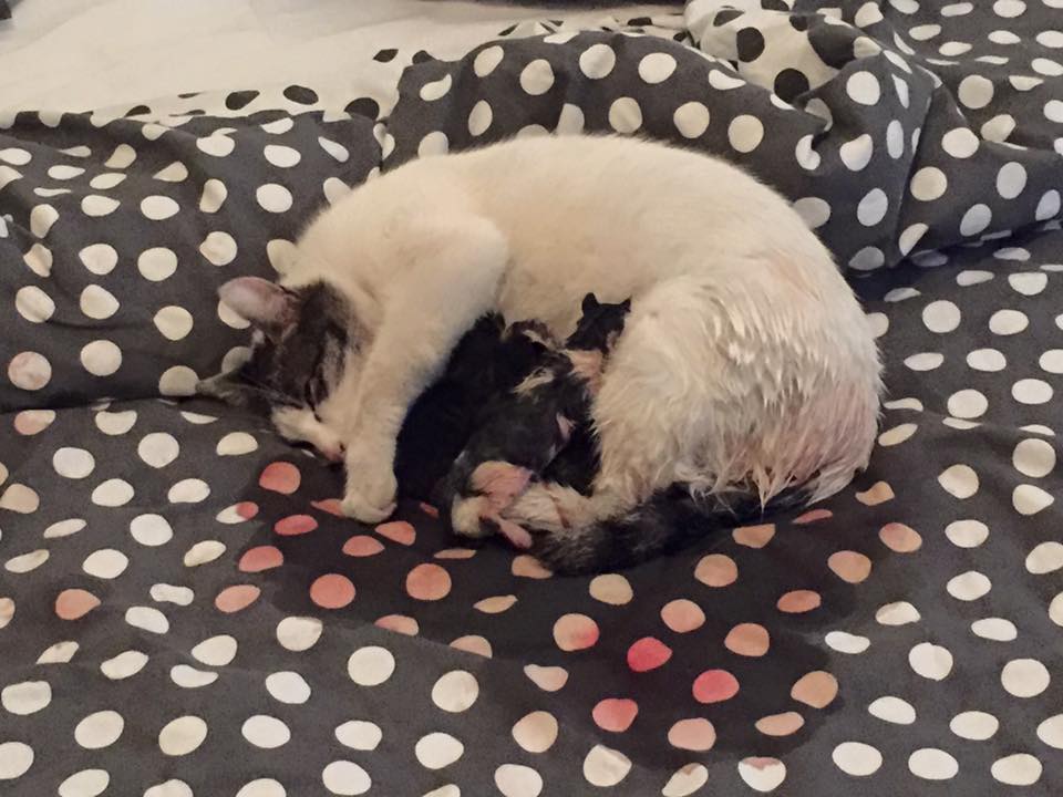 hamile kedi doğum kediler anne