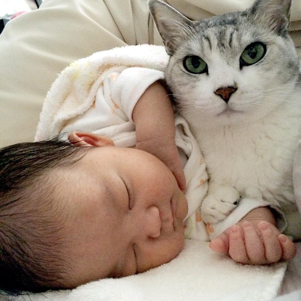 kedi bebek ev anne evcil hayvanlar kediler bebekler