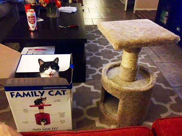 kedi hediyeleri kedili hediyeler kedi yuvası