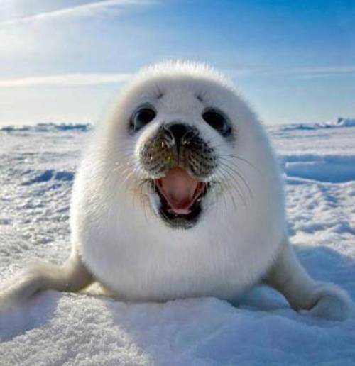 Laughing-Seal
