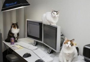 gatti-lavoro