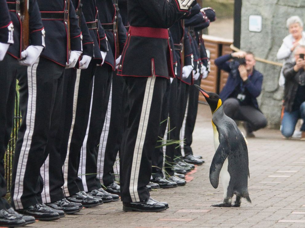 tuggeneral penguen