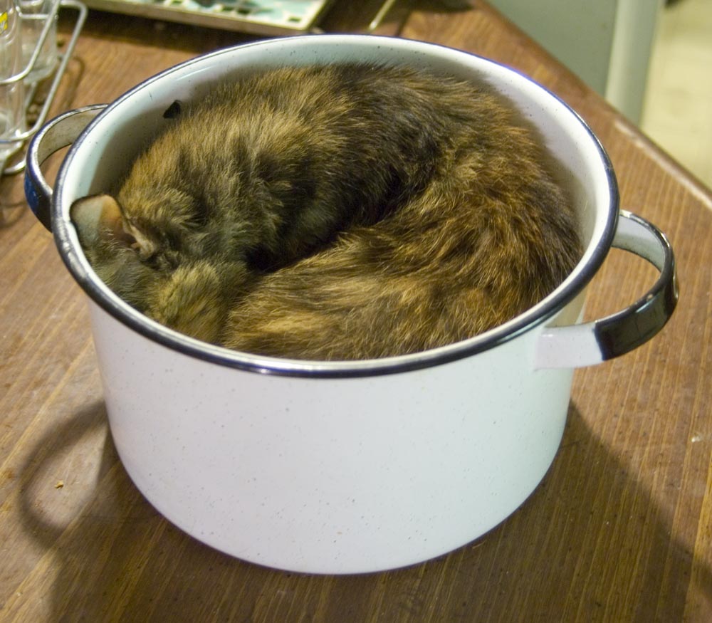 kediler-her-yerde-uyuyabilir-patiliyo-15