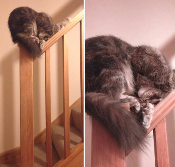 kediler-her-yerde-uyuyabilir-patiliyo-3
