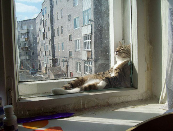 kediler-her-yerde-uyuyabilir-patiliyo-9