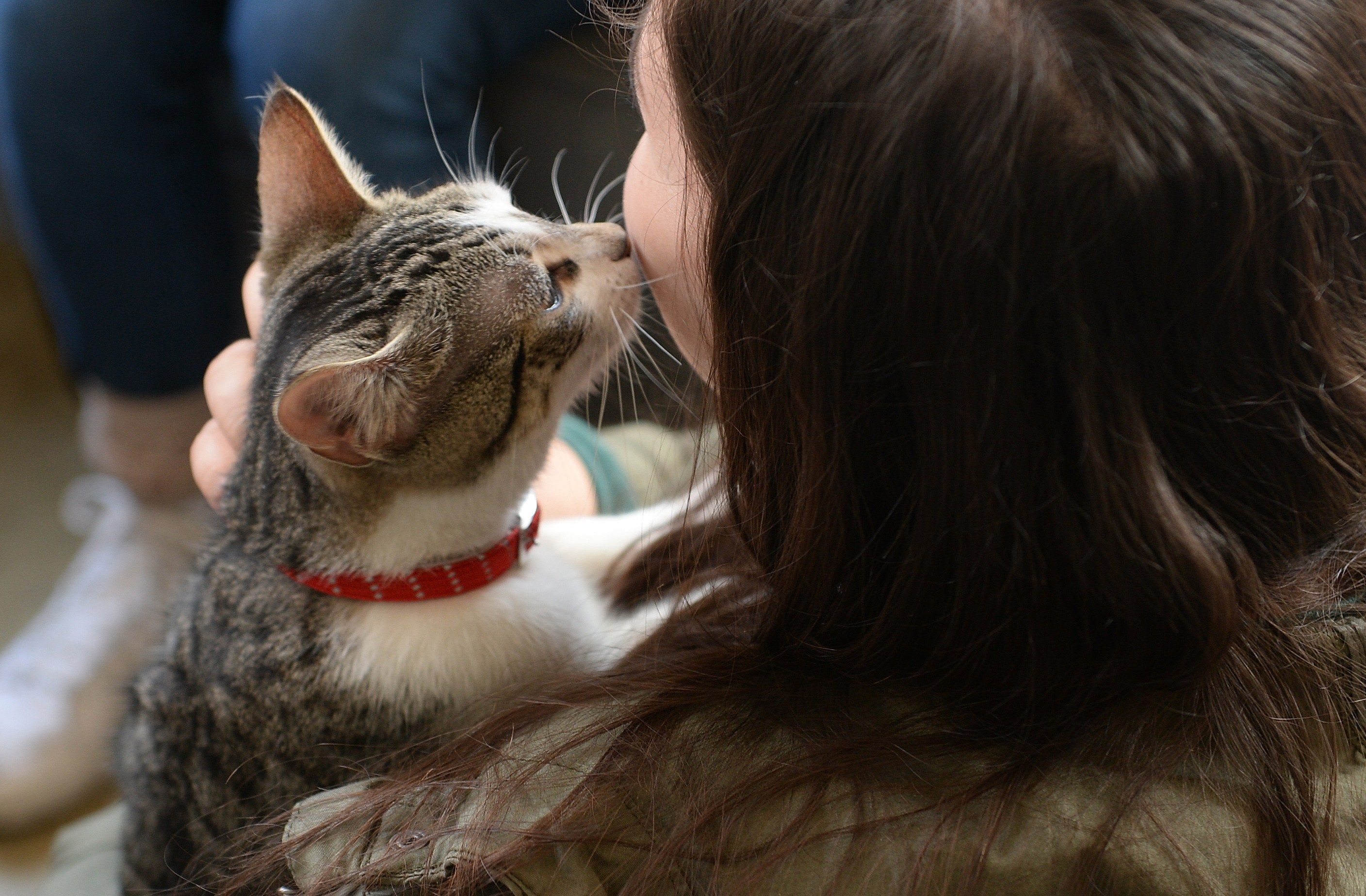 A visitor pets a cat at the pop-up "Cat cafe", a cafe where patrons can interact and adopt cats, in New York, April 25, 2014. Cat Cafe, a pop up cafe which opened for only four days until April 27, 2014, allows visitors to have a coffee and interact with 21 cats and adopt one if they want. AFP PHOTO/Emmanuel Dunand (Photo credit should read EMMANUEL DUNAND/AFP/Getty Images)