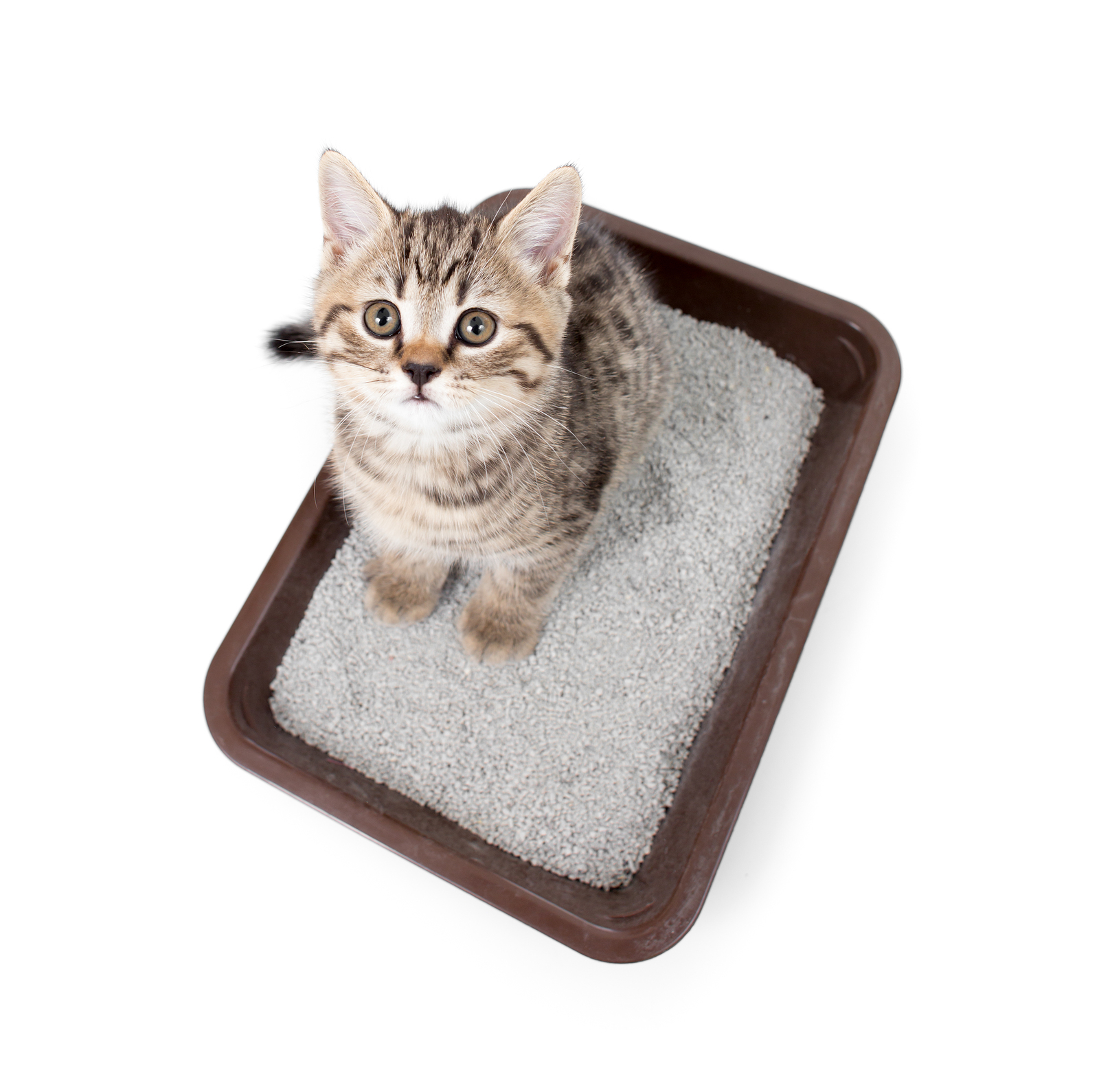 kitten cat in toilet tray box with litter top view isolated on w