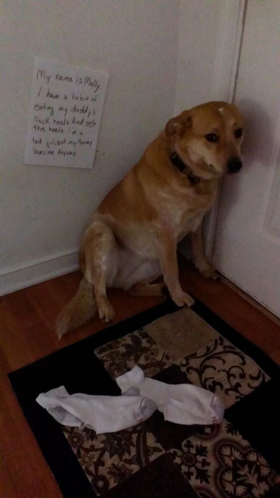 çorap hırsızı köpek