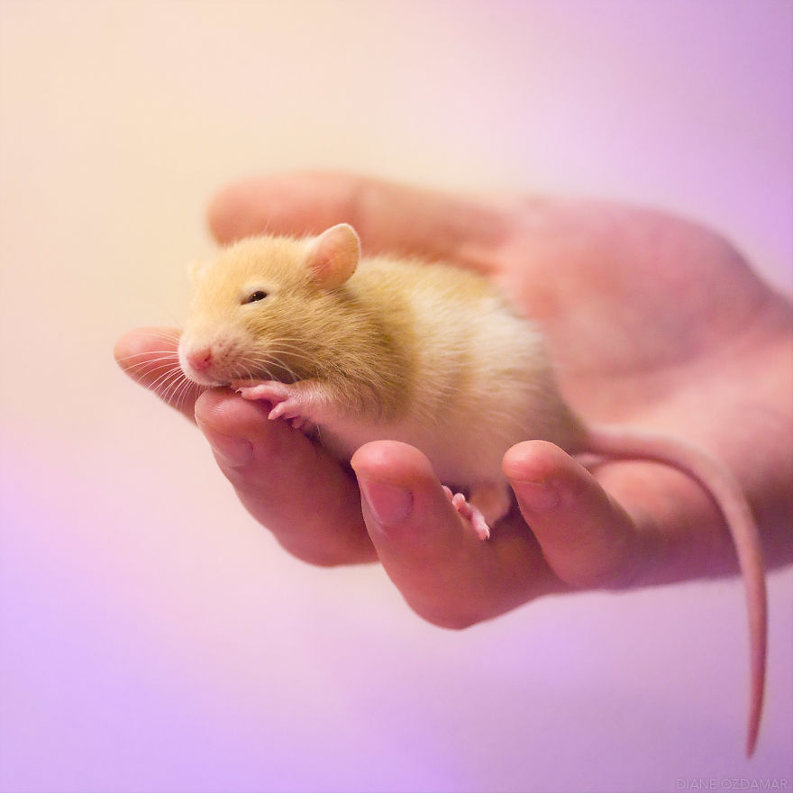 Hamsterlar, Hamster Bakımı, Hamster Özellikleri