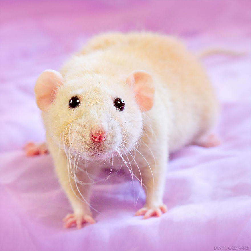 Hamsterlar, Hamster Bakımı, Hamster Özellikleri