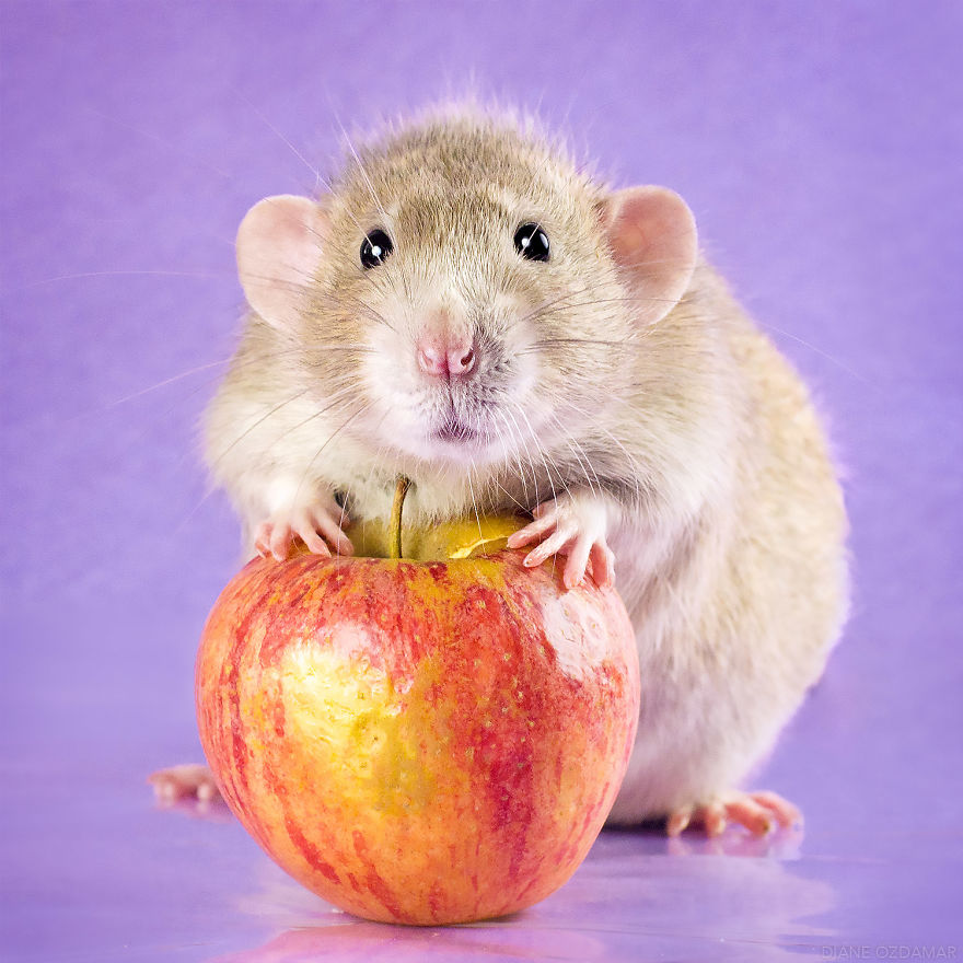 Hamsterlar, Hamster Bakımı, Hamster Özellikleri