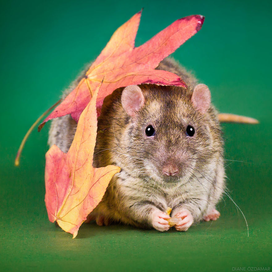 Hamsterlar, Hamster Bakımı, Hamster Özellikleri