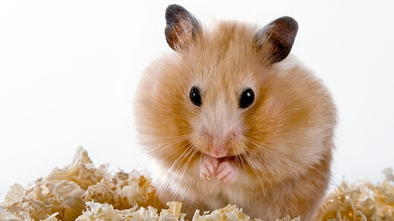 Hamsterlar, Hamster Bakımı, Hamster Özellikleri