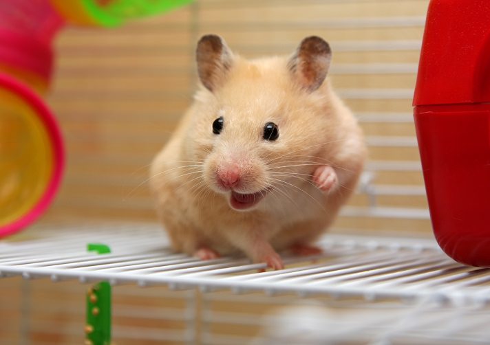 Hamsterlar, Hamster Bakımı, Hamster Özellikleri