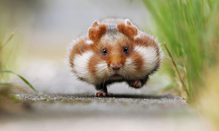 Hamsterlar, Hamster Bakımı, Hamster Özellikleri