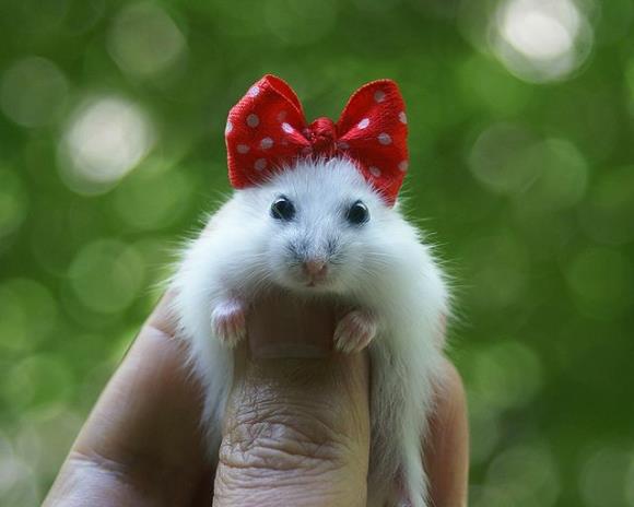 Hamsterlar, Hamster Bakımı, Hamster Özellikleri