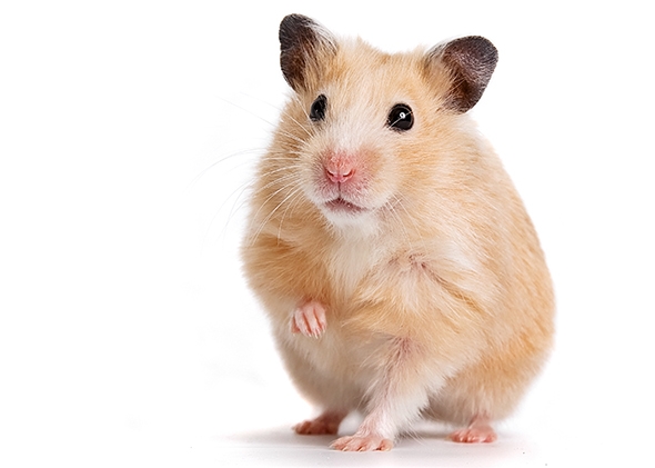 Hamsterlar, Hamster Bakımı, Hamster Özellikleri