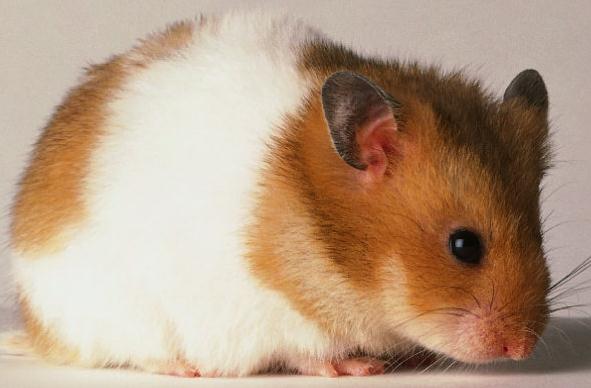 Hamster Bakımı