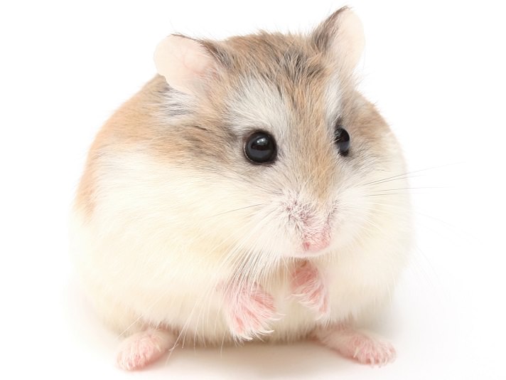 Hamsterlar, Hamster Bakımı, Hamster Özellikleri