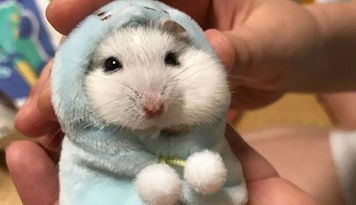 Hamsterlar, Hamster Bakımı, Hamster Özellikleri