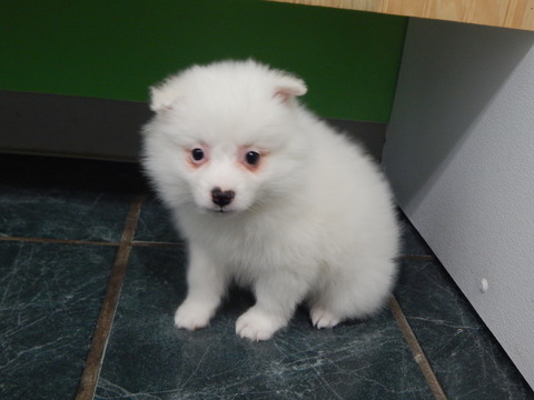 American Eskimo