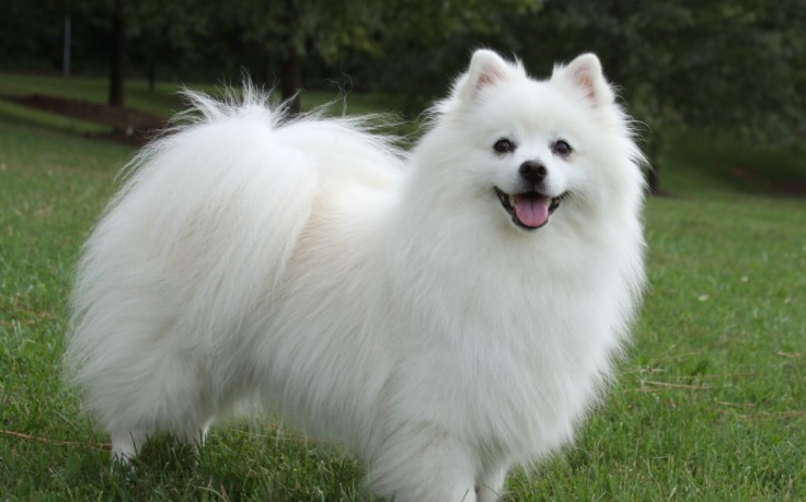 American Eskimo