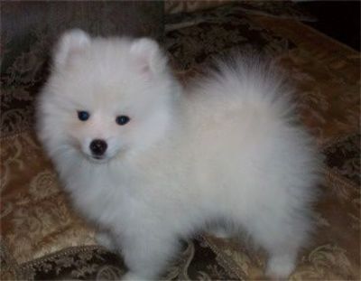 American Eskimo