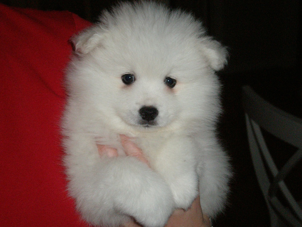 American Eskimo