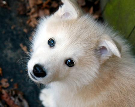 American Eskimo