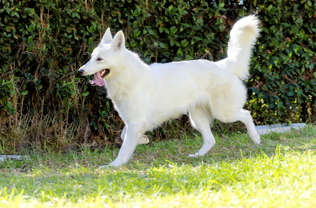 American Eskimo