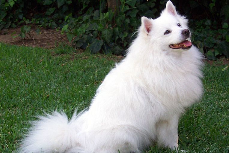 American Eskimo