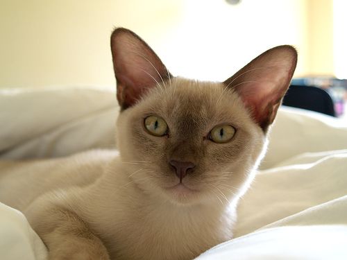 European Burmese