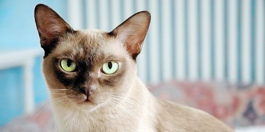 European Burmese