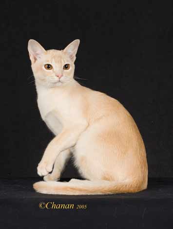 European Burmese