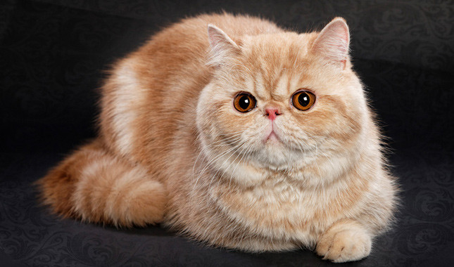 Exotic Shorthair