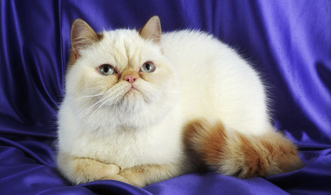 Exotic Shorthair