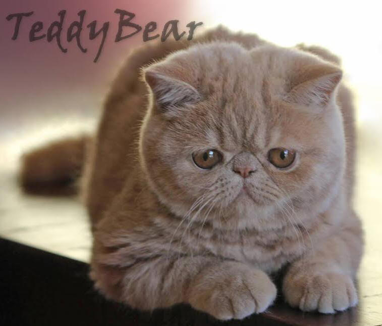 Exotic Shorthair