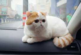 Exotic Shorthair