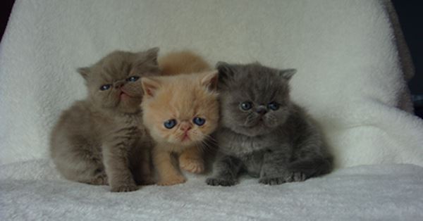 Exotic Shorthair