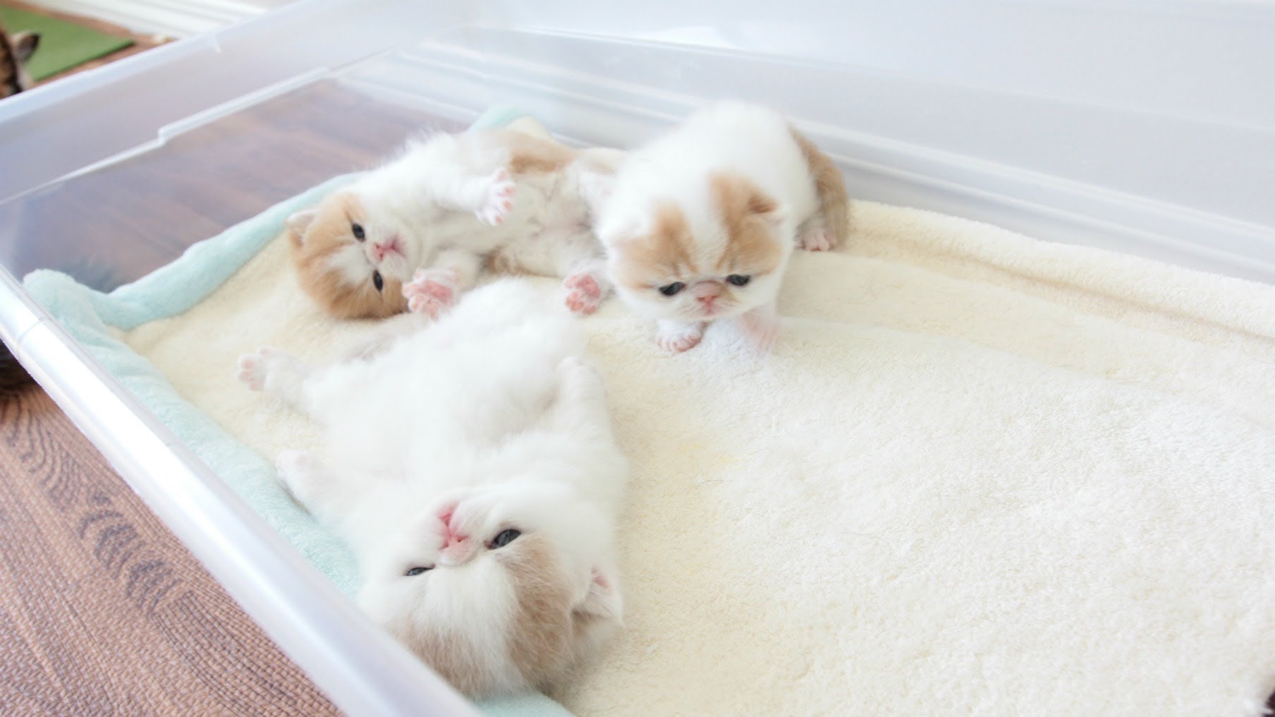 Exotic Shorthair