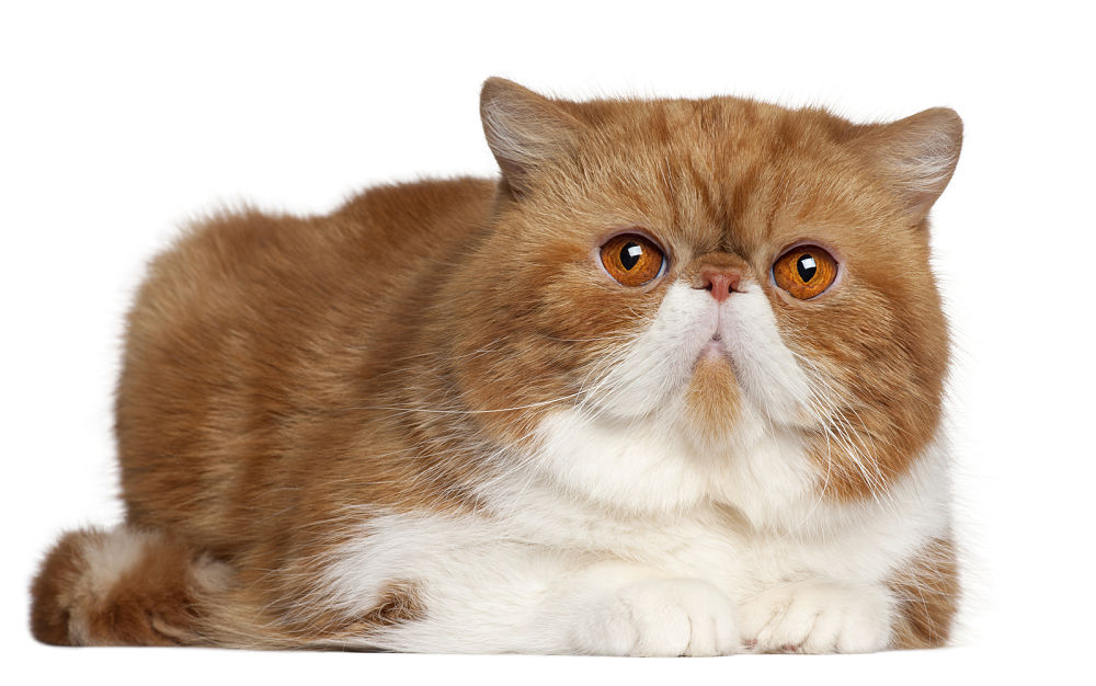 Exotic Shorthair