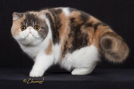 Exotic Shorthair